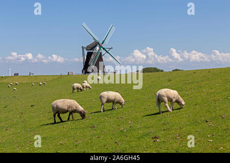 Schafe grasen vor Nordermuehle auf Pellworm Insel in Nordfriesland, Schleswig-Holstein, Deutschland. Stockfoto