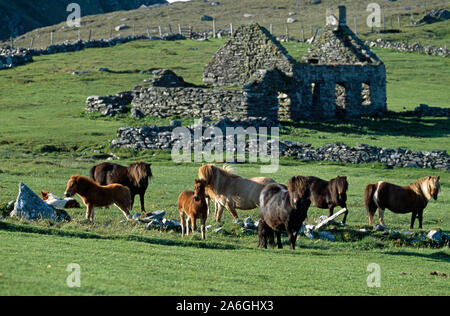 SHETLAND PONYS Stuten & Fohlen in der Nähe von Croft Ruinen, Unst, Shetlandinseln, Schottland. Stockfoto