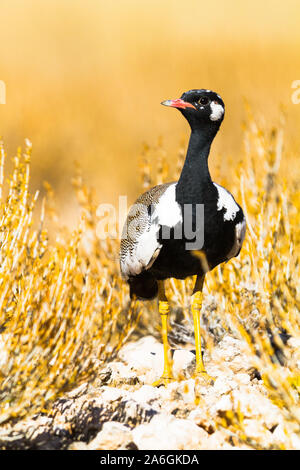 Eine Weiß-bequillte Bustard, oder nördlichen Blak Korhaan entsteht aus dem kurze Gräser auf der Oberseite des niedrigen Hügeln am Rande der Auob Riverbed, Kgalagadi Transfrontier Park, Südafrika. Stockfoto