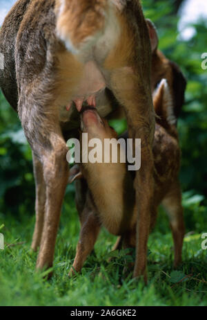 MUNTJAC-Fawn-Saugen (Muntiacus reevesi), Auswahl aus vier Zitzen, Mutter regt den Stuhlabfluss an, indem sie den Anus des Fawns leckt. Blick von den hinteren Beinen. Stockfoto