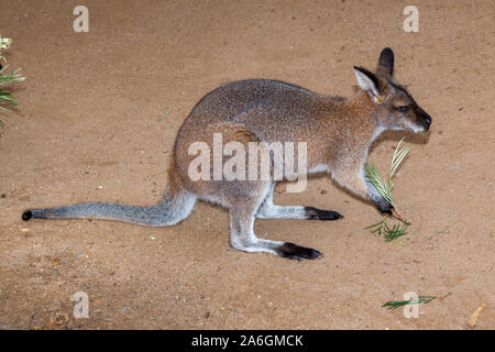 Sehr hübsche Kangaroo möglicherweise ein Rock Wallaby Stockfoto