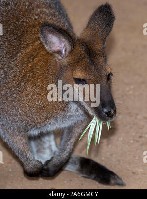 Sehr hübsche Kangaroo möglicherweise ein Rock Wallaby Stockfoto