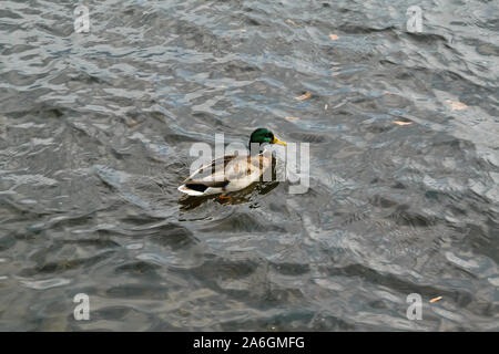 Stockente Erpel schwimmend auf dem Fluss im Herbst close-up. Drake schwimmt auf dem Fluss. Stockfoto