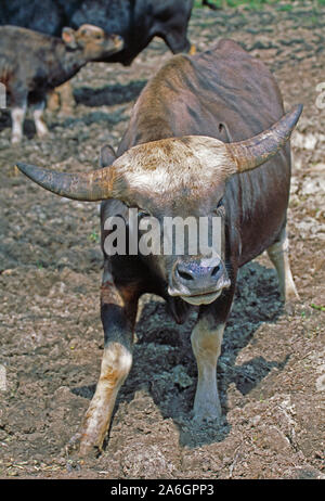 GAYAL oder MITHAN Kuh (Bos frontalis). Die Form der Gaur. Heimisch in Asien Stockfoto