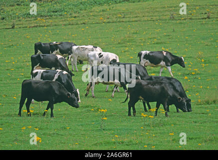 HOLSTEIN & FRIESIAN KÜHE alle zusammen Beweidung unter gelb blühenden Ragwort Senecio jacobaea (giftig für Vieh), Gloucestershire, Großbritannien Stockfoto