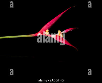 Rote heliconia Blume in Tropen gegen Schwarze isoliert gefunden Stockfoto