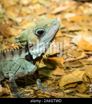 Boyd's Forest Dragon (Lophosaurus Hypsilurus boydii boydii, früher) ist eine Pflanzenart aus der Gattung der arboreal Drachen Echse in Regenwälder und ihre Margen gefunden in Stockfoto