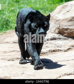 Ein Black Panther ist die melanistic Farbe Variante einer großen Katze Arten. Black Panthers in Asien und Afrika sind Leoparden (Panthera pardus), und die in Stockfoto