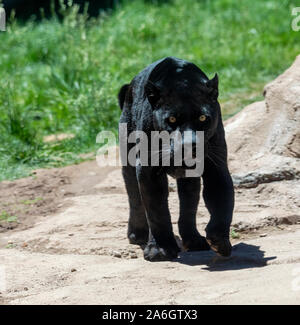 Ein Black Panther ist die melanistic Farbe Variante einer großen Katze Arten. Black Panthers in Asien und Afrika sind Leoparden (Panthera pardus), und die in Stockfoto