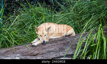 Weltweit älteste Rasse die australiian Dingo Stockfoto