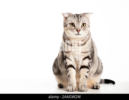 Wunderschöne Kurzhaar Katze isoliert Stockfoto