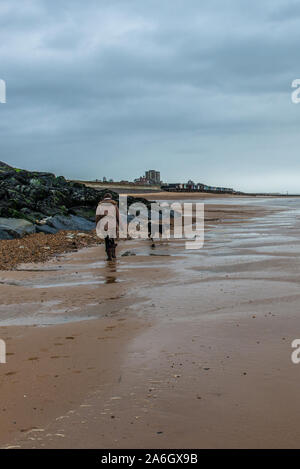 Eine Frau geht ihren Hund, Border Collie kreuz Labrador trägt ein rotes Halsband über den Strand laufen in Walton auf der Naze, Essex Stockfoto