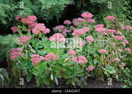 Große Pflanze mit fleischigen grünen Blätter, Stängel und Blütenstände. Blühende rosa Fetthenne Sedum spectabile (Prominenten) in der Sommersaison. Arzneimittel, p Stockfoto