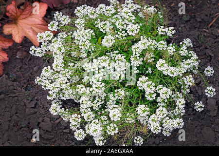Blühende Teppich von süßen Alyssum auch Alison (Lobularia maritima). Schöne kleine weiße Blüten in der Nähe der Bordsteinkante, Pflanzen für die Dekoration von Blume b Stockfoto