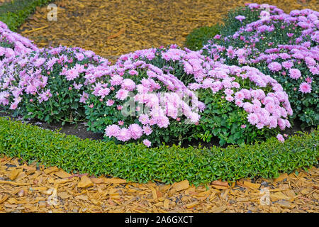 Ein Bett von lila Chrysanthemen im Garten. Herbst Chrysanthemen Die Zustellung der Blumen in einem Stadtpark. Schönes helles Herbst Sträucher Blumen und Dekor Stockfoto