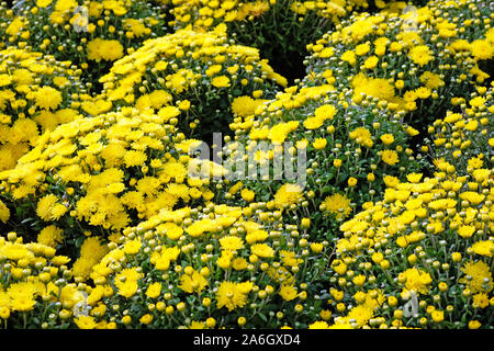 Ein Bett von gelben Chrysanthemen im Garten. Herbst Chrysanthemen Die Zustellung der Blumen in einem Stadtpark. Schönes helles Herbst Büsche von Blumen für die Stockfoto