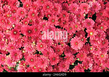Terry Rote Chrysanthemen blühen auf ein Blumenbeet in einem Park in der Nähe. Herbst Chrysanthemen Blumen im Garten Hintergrund. Schönes helles Herbst flowe Stockfoto
