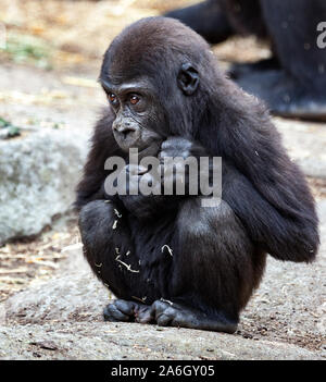 Gorillas sind ein naher Verwandter mit ausdrucksvollen Gesichtern Stockfoto