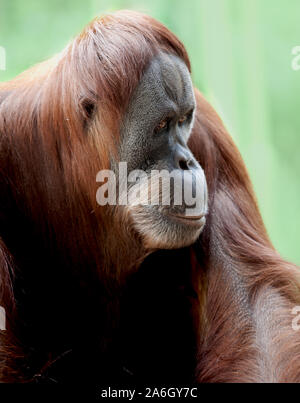 Bedrohten Orang-utan durch Rodungen für Palm Zucker vertriebenen Stockfoto