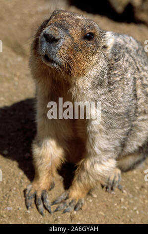 BOBAK oder Steppe MARMOT (Marmota Bobak). Auf den Spukken sitzen. Gesichtsbehandlung, Kopf, Funktionen, Details. Vorderseite. Fang, Augen, Nase, Mundteile. Nahaufnahme. Stockfoto