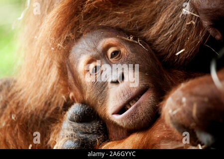 Bedrohten Orang-utan durch Rodungen für Palm Zucker vertriebenen Stockfoto