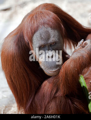 Bedrohten Orang-utan durch Rodungen für Palm Zucker vertriebenen Stockfoto