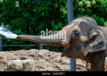 Ein junger Elefant mit dem Rüssel abspritzen Stockfoto