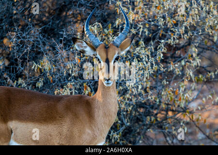 Springböcke im Etosha Nationalpark in Namibia Stockfoto