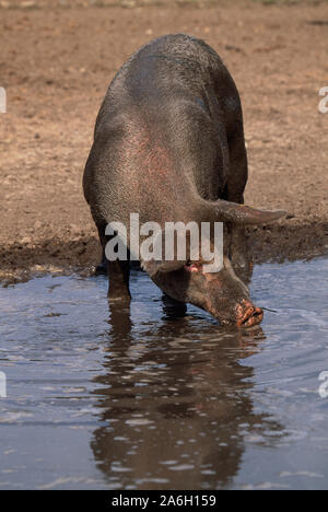 HAUSSCHWEIN (Sus scrofa). Trinken aus dem schlammigen Pool. Dunkle, borstige Haut, die auf das Eintauchen in den Schlamm hinweist. GROSSBRITANNIEN. Großes Weiß/Landrace br Stockfoto