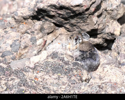 Pika schüttelt den Kopf - bei mt Washburn in Yellowstone aufgezeichnet Stockfoto