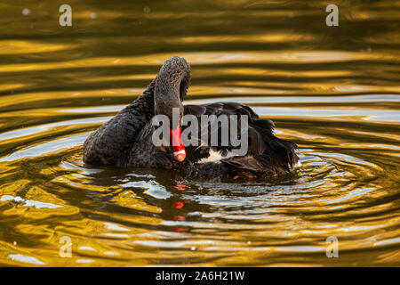 Schwarzer Schwan (Cygnus atratus) Schwimmen in einem See. Stockfoto