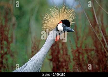 GEKRÖNTER oder GRAUHALSIGER GEKRÖNTER KRANICH (Balearica regulorum gibbericeps). Kopfdetail. Strahlende Federn der Krone oder der Krähte. Ost- und Südafrika. Stockfoto