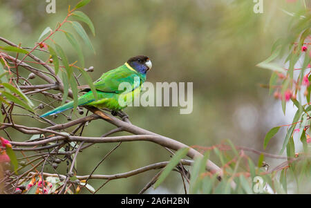 Australische Ringneck (Barnardius zonarius semitorquatus), auch als Achtundzwanzig (28) Papagei, Western Australien bekannt Stockfoto