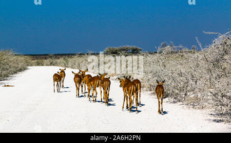 Springböcke im Etosha Nationalpark in Namibia Stockfoto