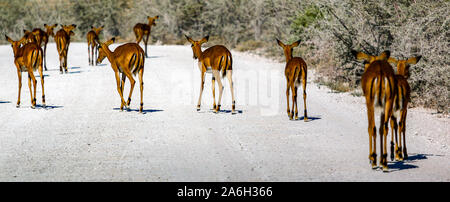 Springböcke im Etosha Nationalpark in Namibia Stockfoto