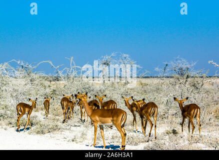 Springböcke im Etosha Nationalpark in Namibia Stockfoto