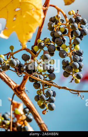 Wilden Trauben in den blauen Himmel Hintergrund Stockfoto