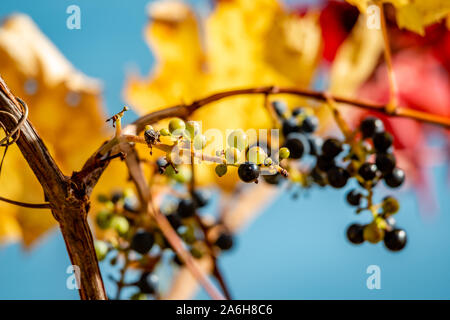 Wilden Trauben in den blauen Himmel Hintergrund Stockfoto
