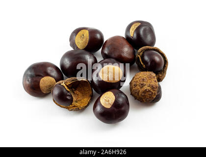Eine Gruppe von Kastanien (conkers) auf weißem Hintergrund Stockfoto