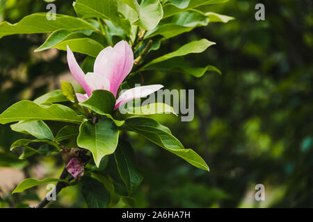 Rosa Japanische magnolie Outdoor im sonnigen Garten auf flache Tiefenschärfe Schuß Stockfoto