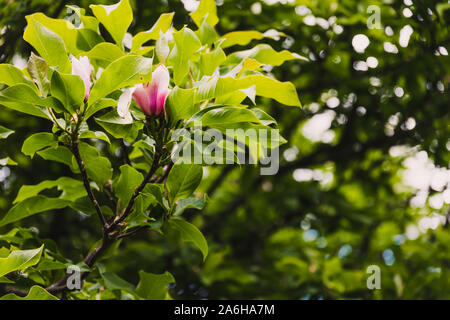 Rosa Japanische magnolie Outdoor im sonnigen Garten auf flache Tiefenschärfe Schuß Stockfoto