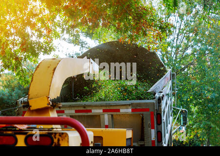 Landschaftsgestalter mit Holz chipper im Chipper mulcher Chips auf der Rückseite in einem Lastwagen. Stockfoto