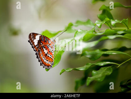 Cethosia hypsea hypsina (Malaiisch Florfliege) Stockfoto