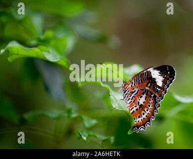 Cethosia hypsea hypsina (Malaiisch Florfliege) Stockfoto