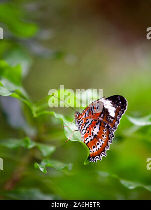 Cethosia hypsea hypsina (Malaiisch Florfliege) Stockfoto