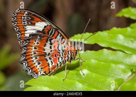 Cethosia hypsea hypsina (Malaiisch Florfliege) Stockfoto