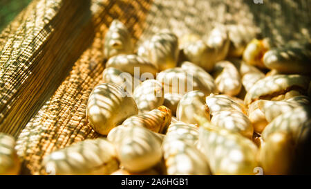 Jackfruit Samen, goldenen Stunde, zu Zeitschriften, Samen, Samen, die im Goldenen Stunde, Natur Schönheit, traditionellen Methoden, traditionellen Methoden zu Samen sicherer, schöner Bild halten Stockfoto