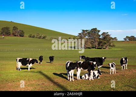 Ballarat/Milchkühe weiden auf Bauernhof in der Nähe von Ballarat Victoria Australien. Stockfoto