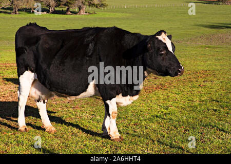 Ballarat/Milchkuh Beweidung auf die Farm in der Nähe von Ballarat Victoria Australien. Stockfoto