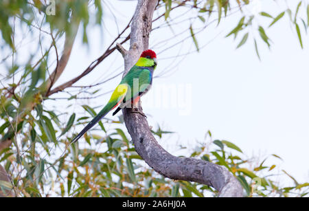 Männlich Red-capped Papagei (Purpureicephalus spurius), Western Australia Stockfoto